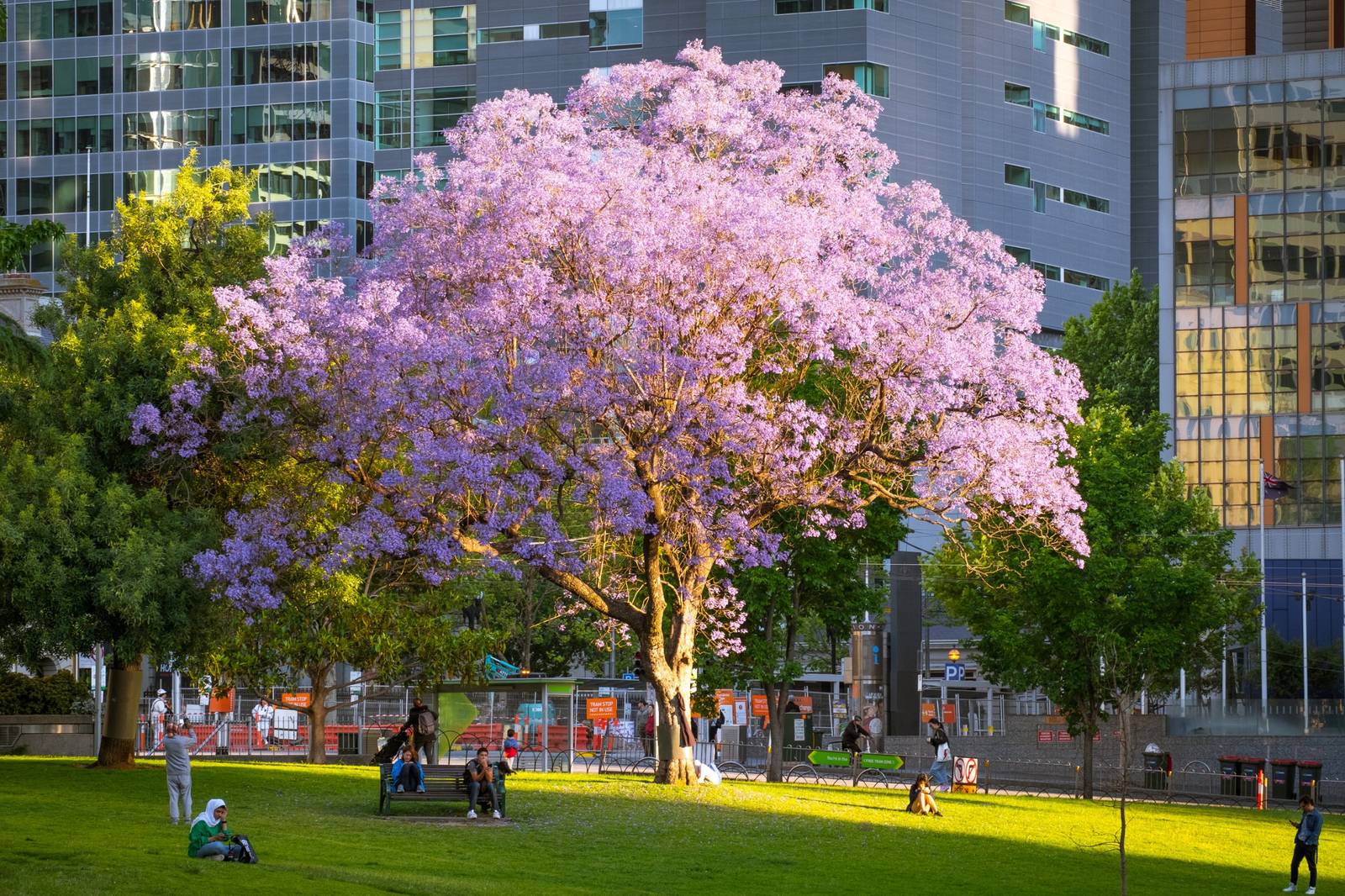 A jacaranda in bloom in Flagstaff Gardens, Melbourne